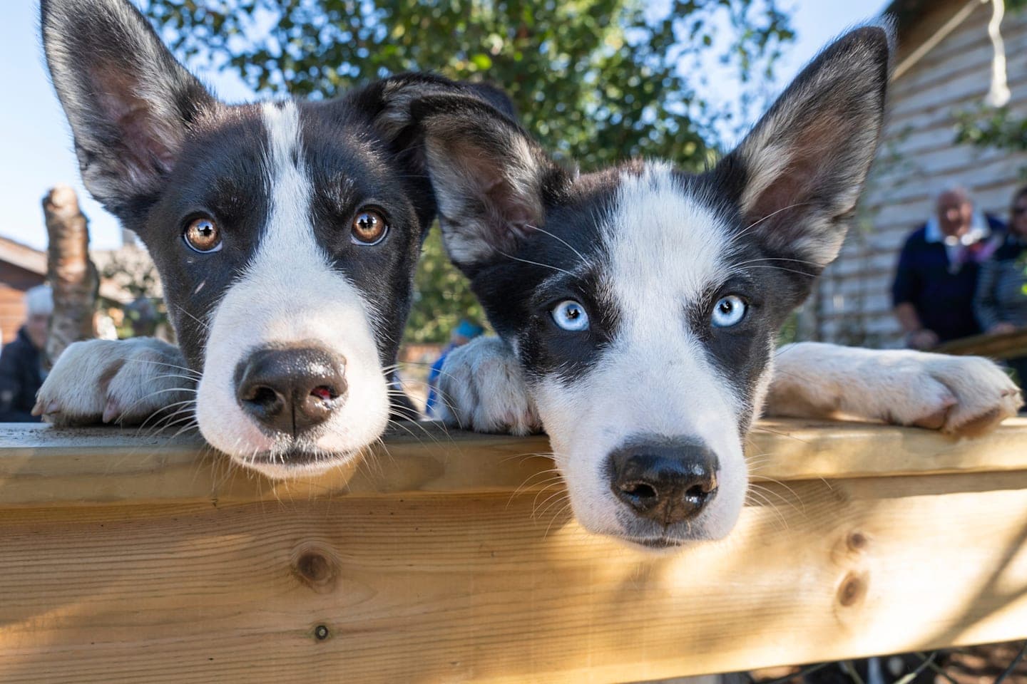 Walk with huskies and visit to a husky farm thumbnail